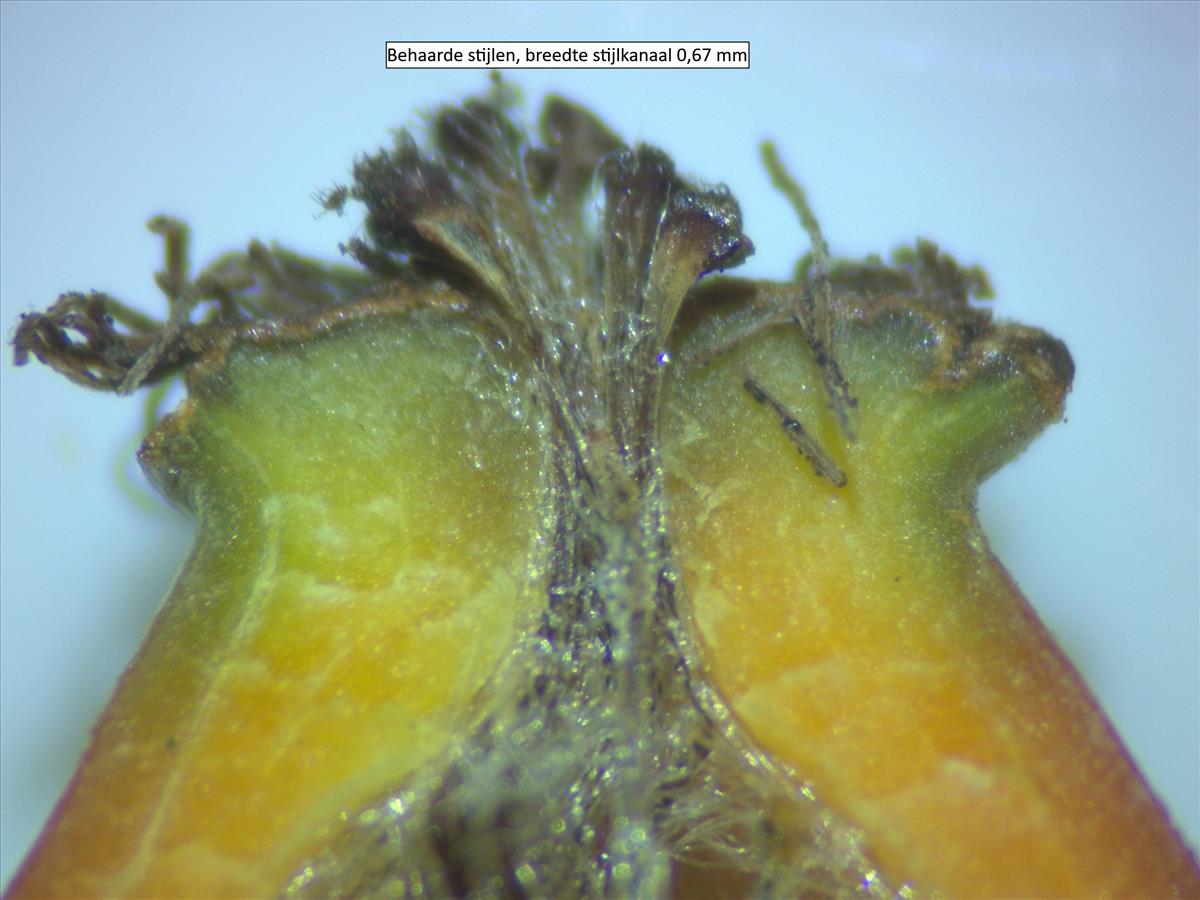 Rosa agrestis (door Jan Klinckenberg)